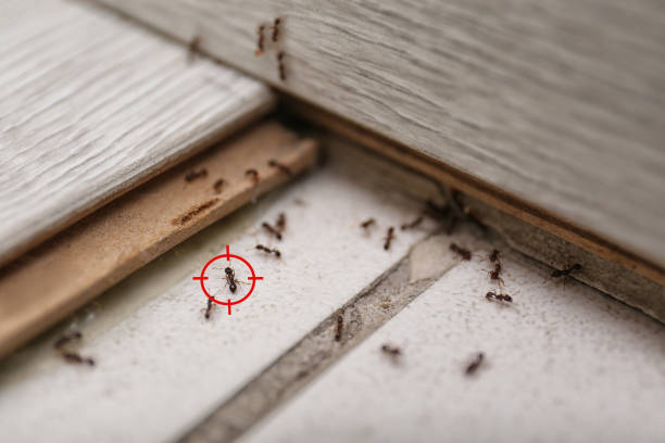 Best Affordable Pest Control Services  in Coconut Creek, FL