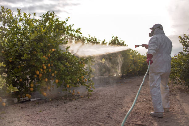 Best Insect Control  in Coconut Creek, FL